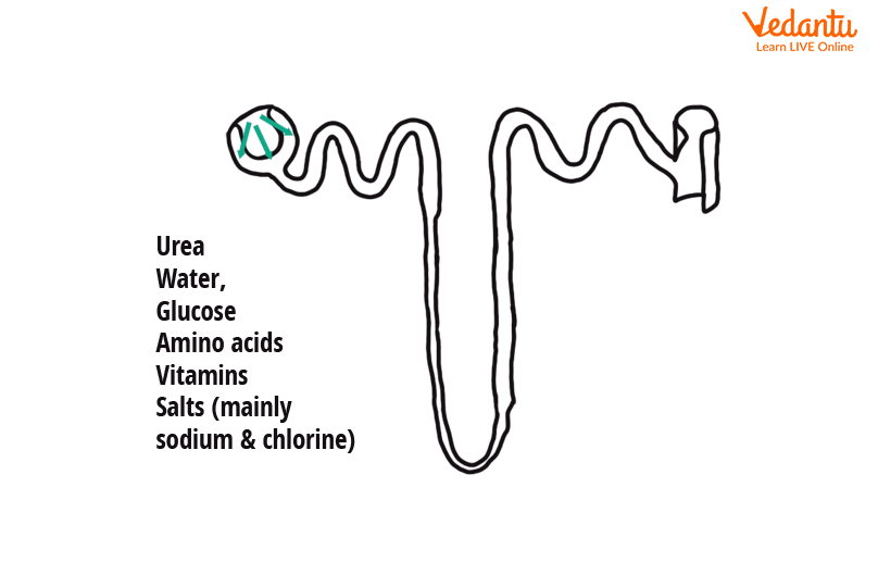 Filtration in nephron