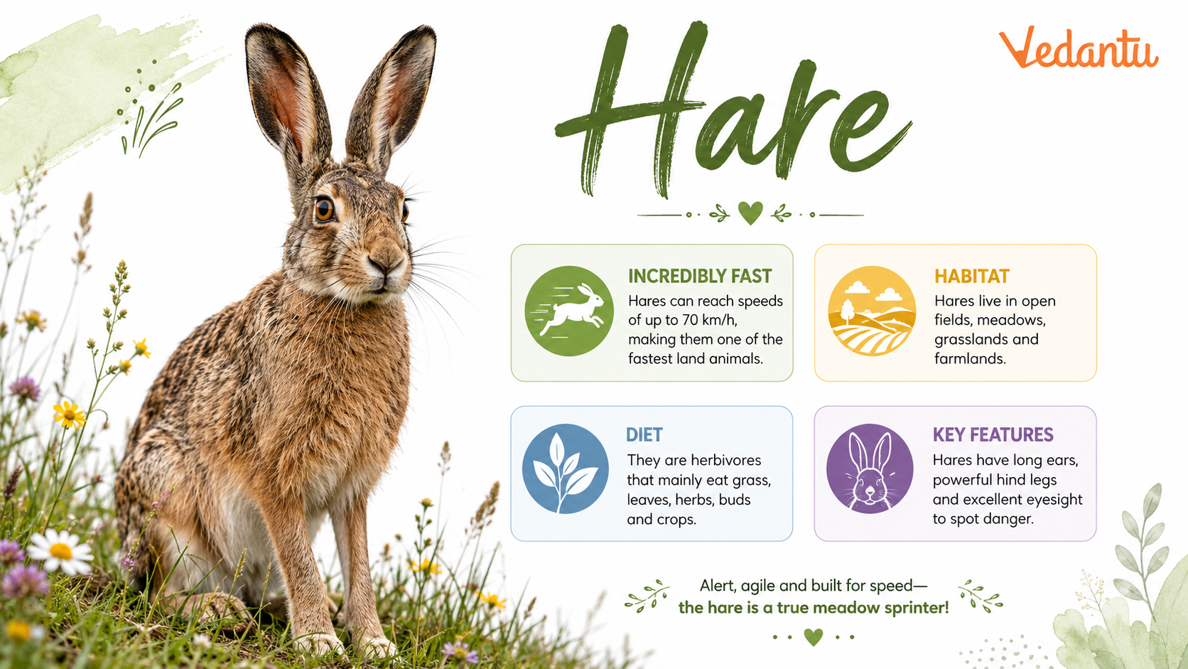 Hare animal with long ears sitting on grass