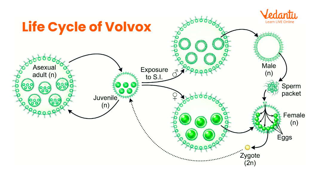 Life cycle of volvox