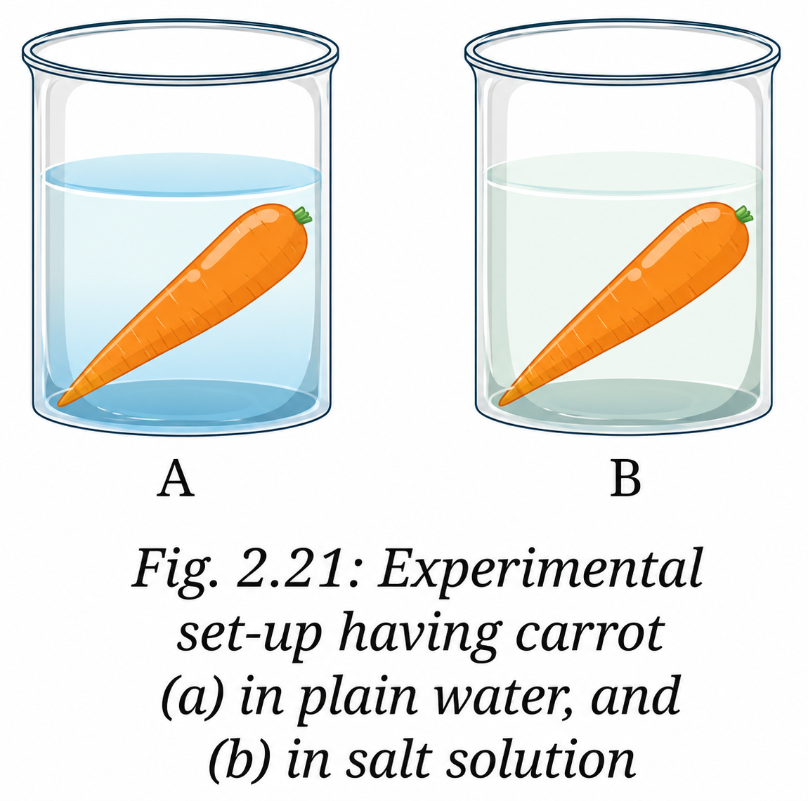 A researcher conducted an art experiment in which she took two carrots of similar size.png