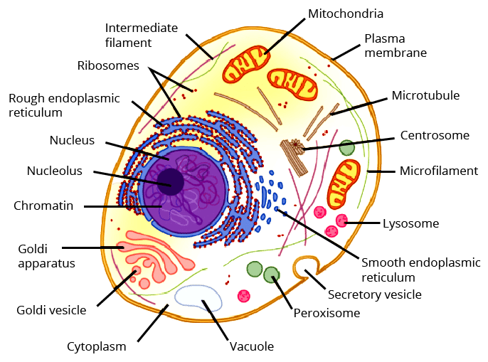Diagram of an Animal Cell