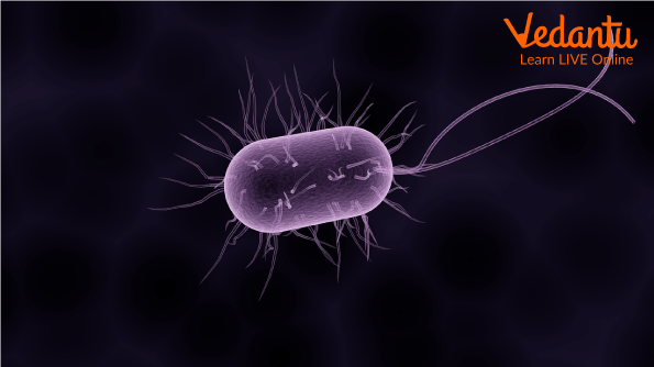 Flagella in bacteria