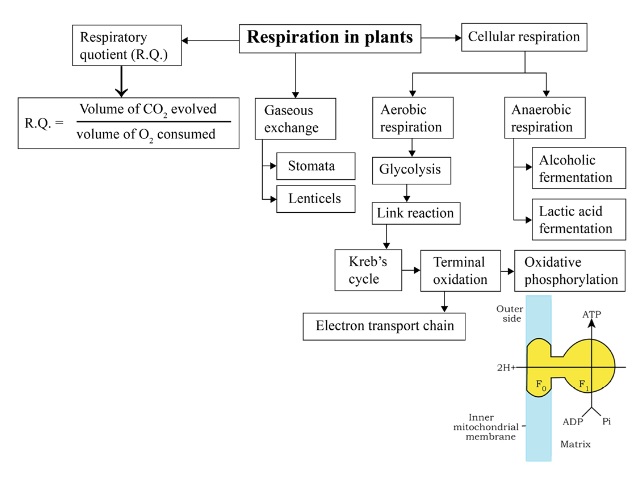 Respiration in plants