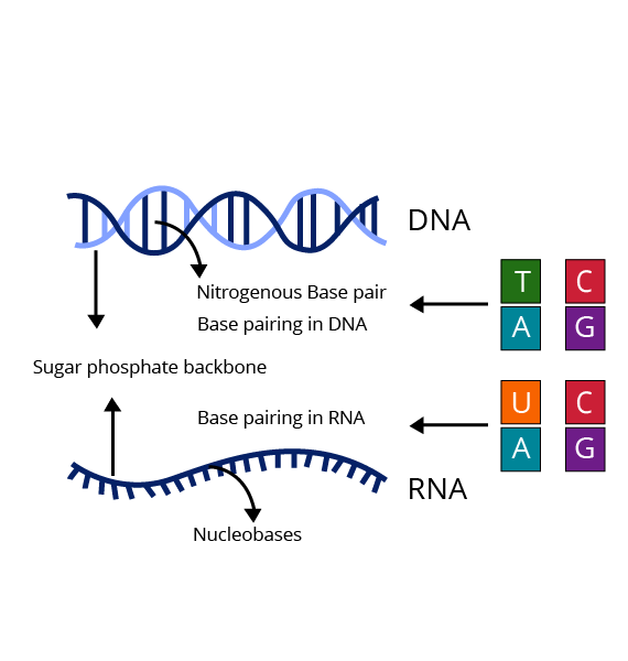 Structure of RNA and DNA