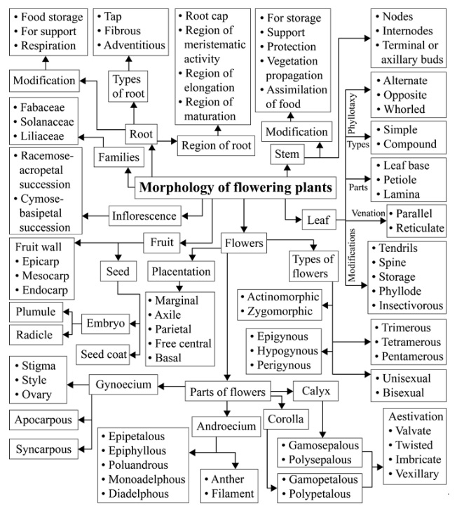 Morphology of Flowering Plants