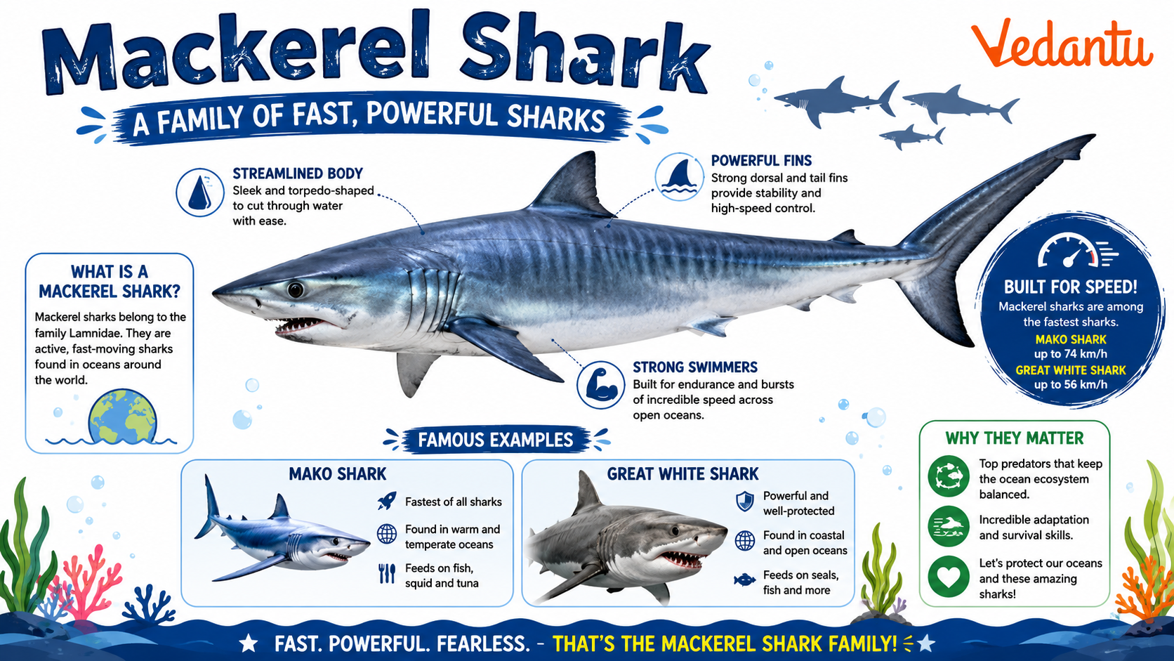 Mackerel Shark swimming in the ocean
