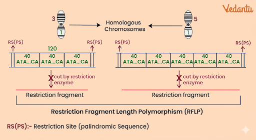 RFLP in DNA Fingerprinting