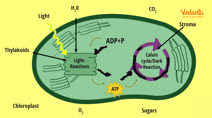 Photosynthesis in the chloroplast