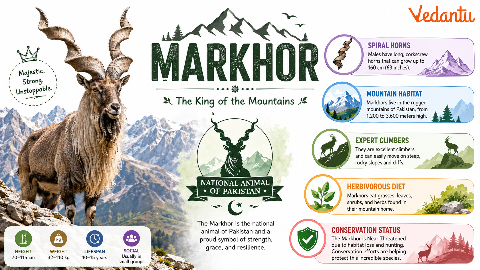 Markhor wild goat with long spiral horns standing on rocky mountain habitat