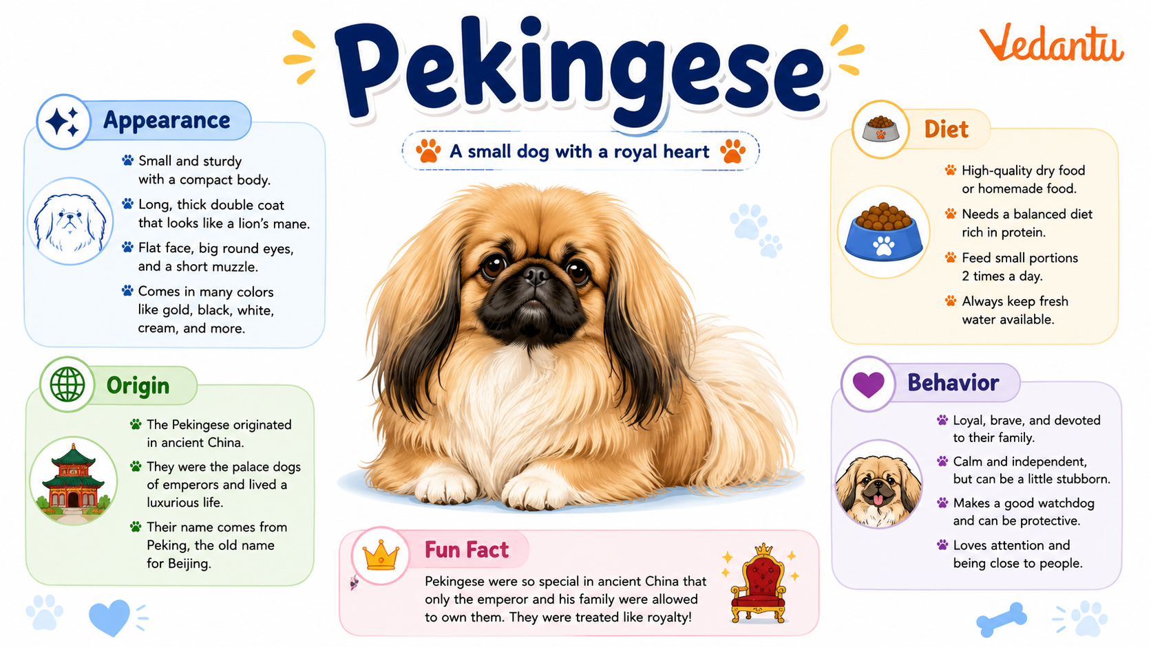 Pekingese dog with long fluffy coat and flat face