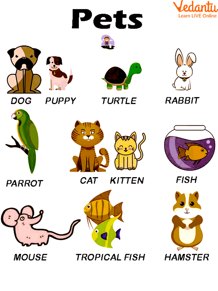 Pet animals