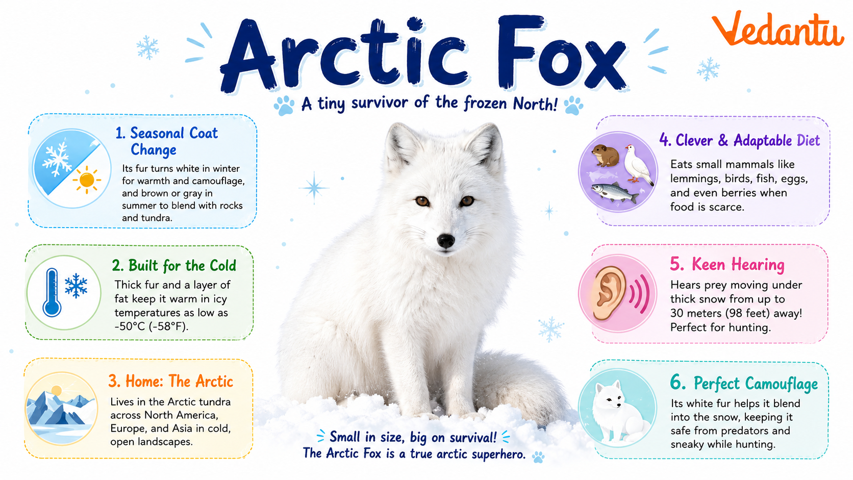 Arctic Fox in snowy habitat