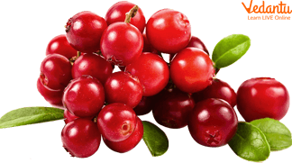 Cranberry