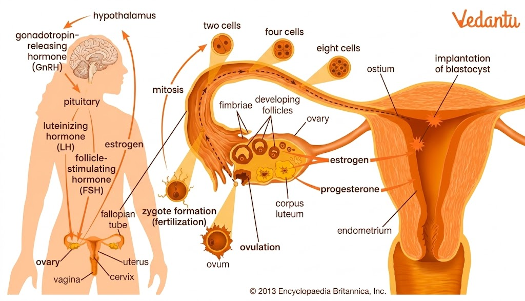 structure of the ovary - preparation for pregnancy