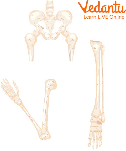 Appendicular Skeleton