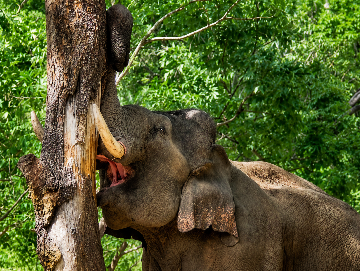 In a forest, it was observed that one of the trees was severely debarked by an elephant to meet its food requirements, as the bark is a rich source of nutrients.png