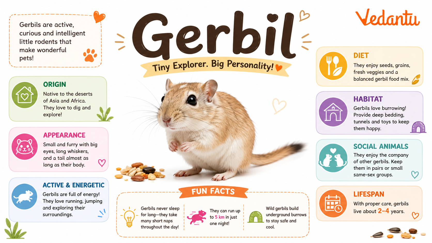 Gerbil Facts Care Guide Diet Lifespan Habitat