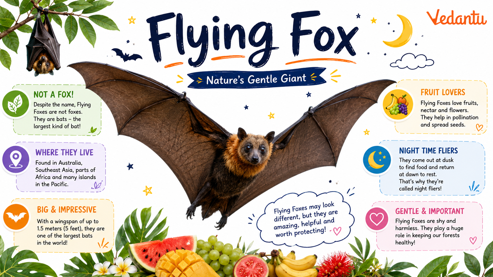 Flying Fox bat hanging from tree branch