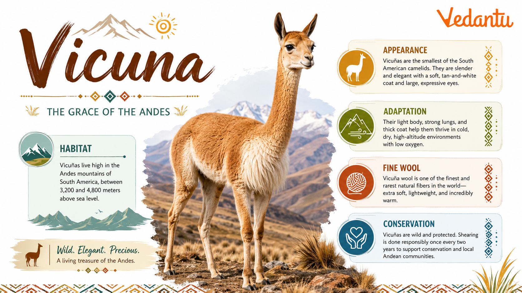 Vicuna animal standing in its natural habitat