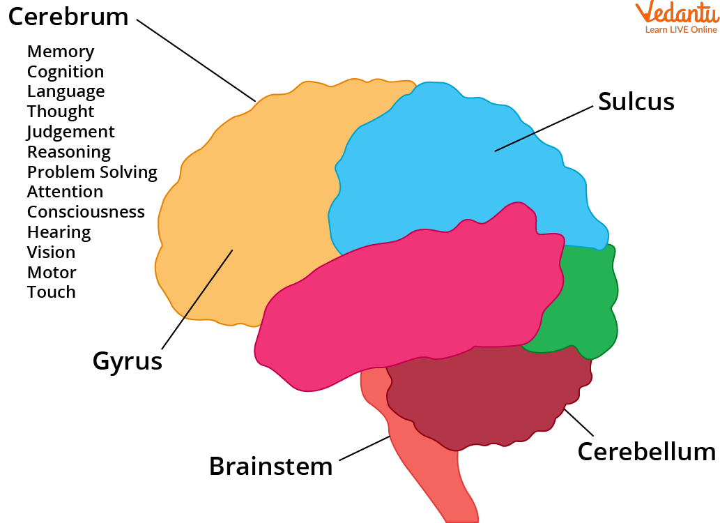 Cerebrum