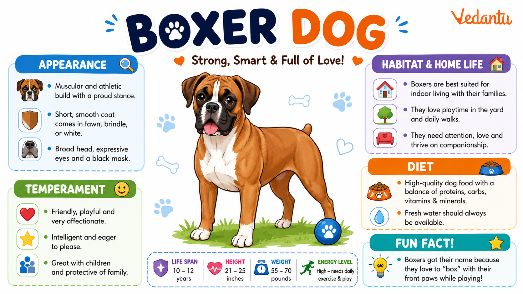 Boxer Dog