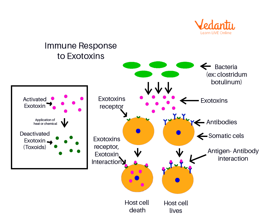 Immune Response Due to Exotoxins