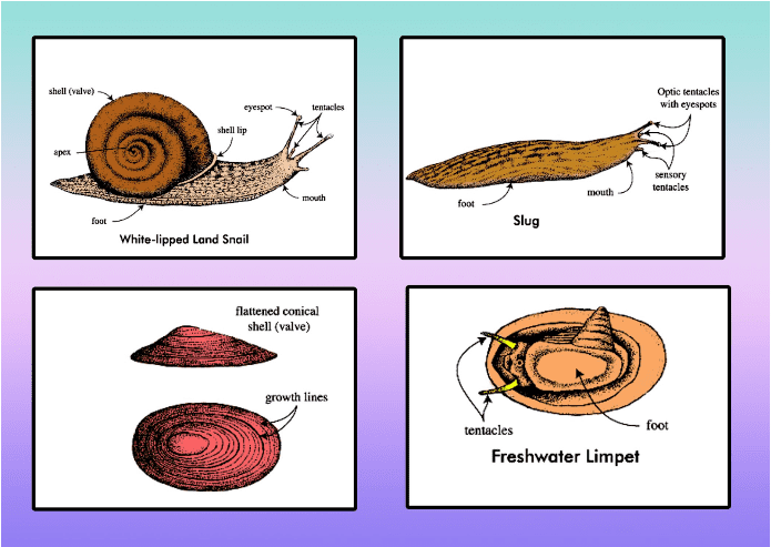 Unique features of Mollusca.