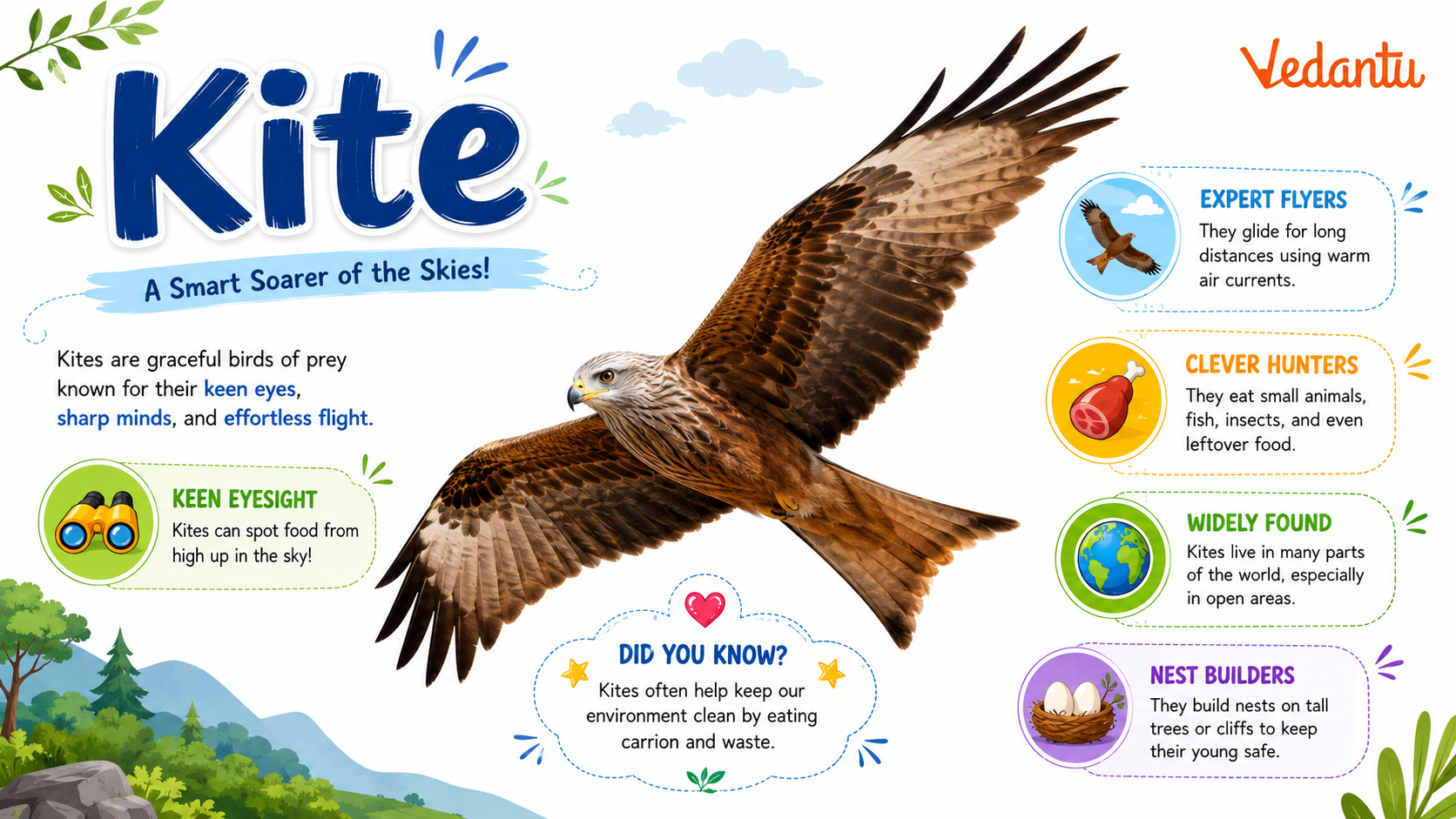 Kite bird flying in the sky