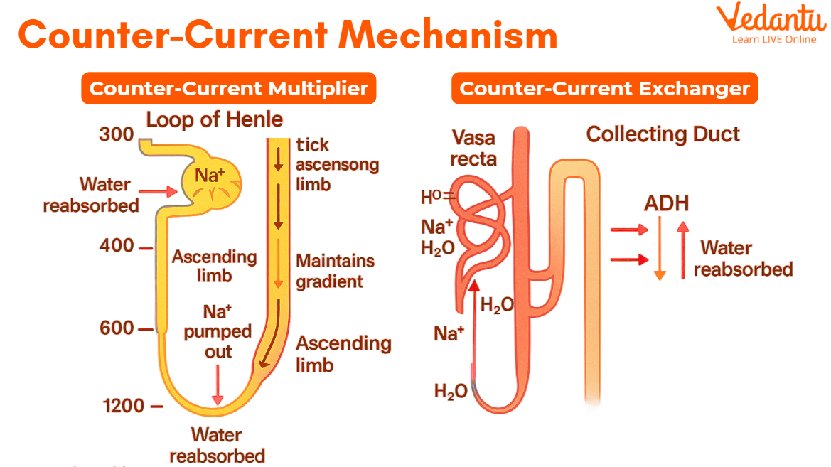 Counter-Current Mechanism Diagram
