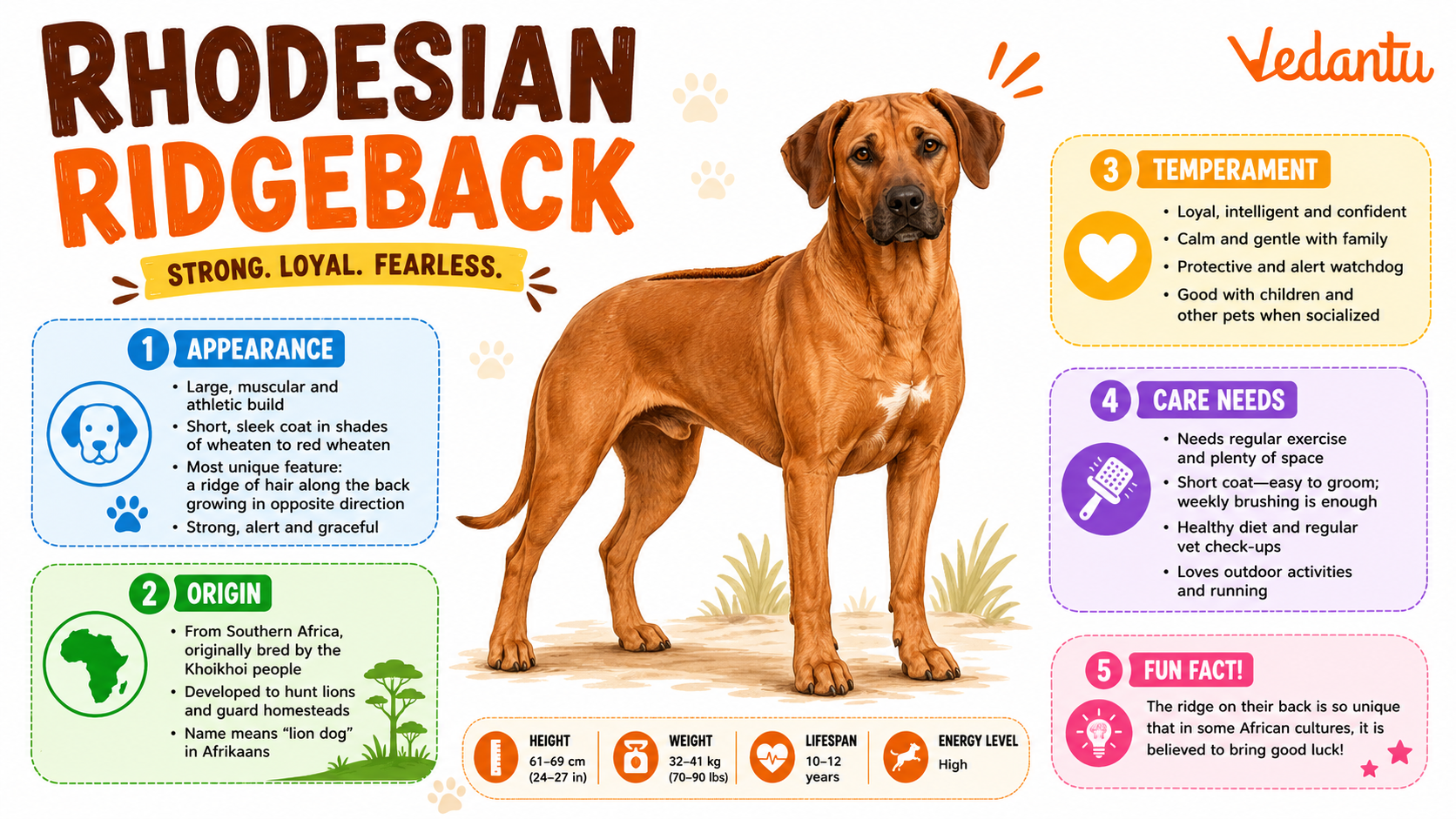 Rhodesian Ridgeback dog standing with distinctive ridge on its back
