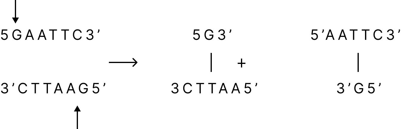 Restriction Enzymes generating Sticky ends