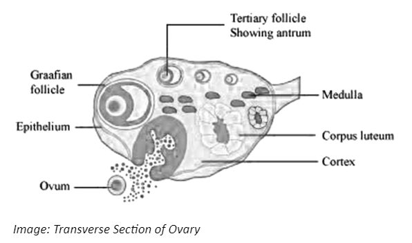 Transverse Section of Ovary