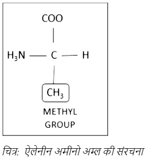 Structure of Alanine Amino Acid