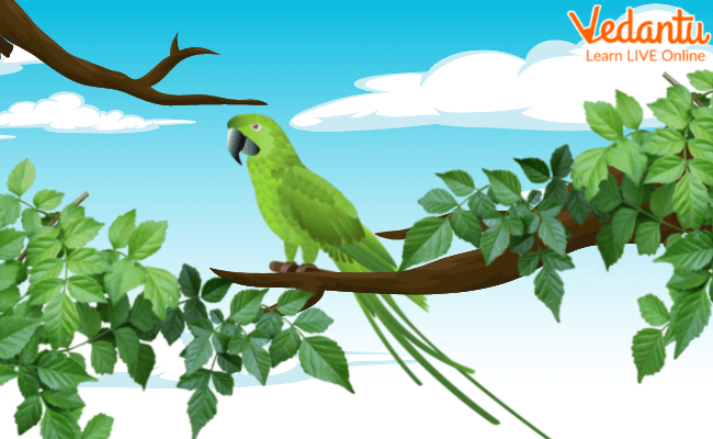 The Tree and the Parrot