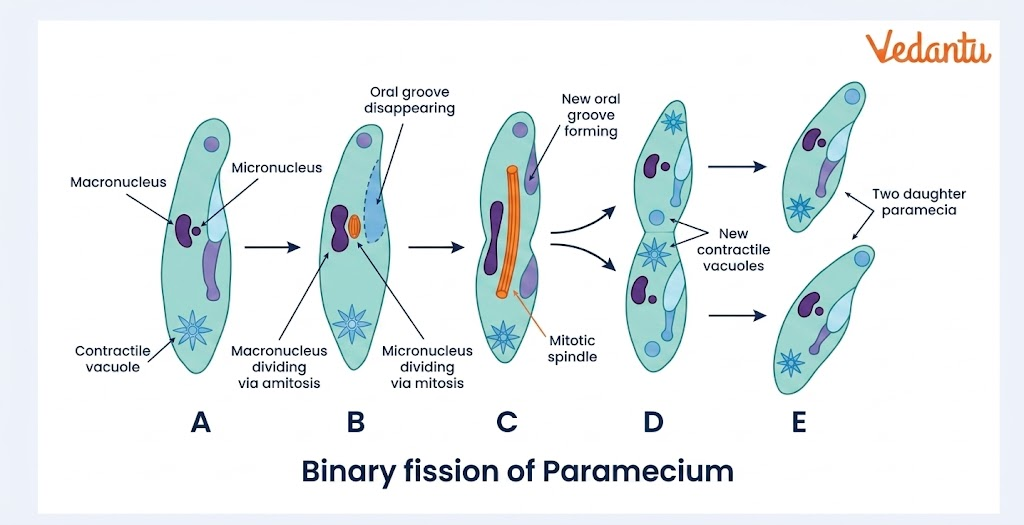 binary fission in Paramecium