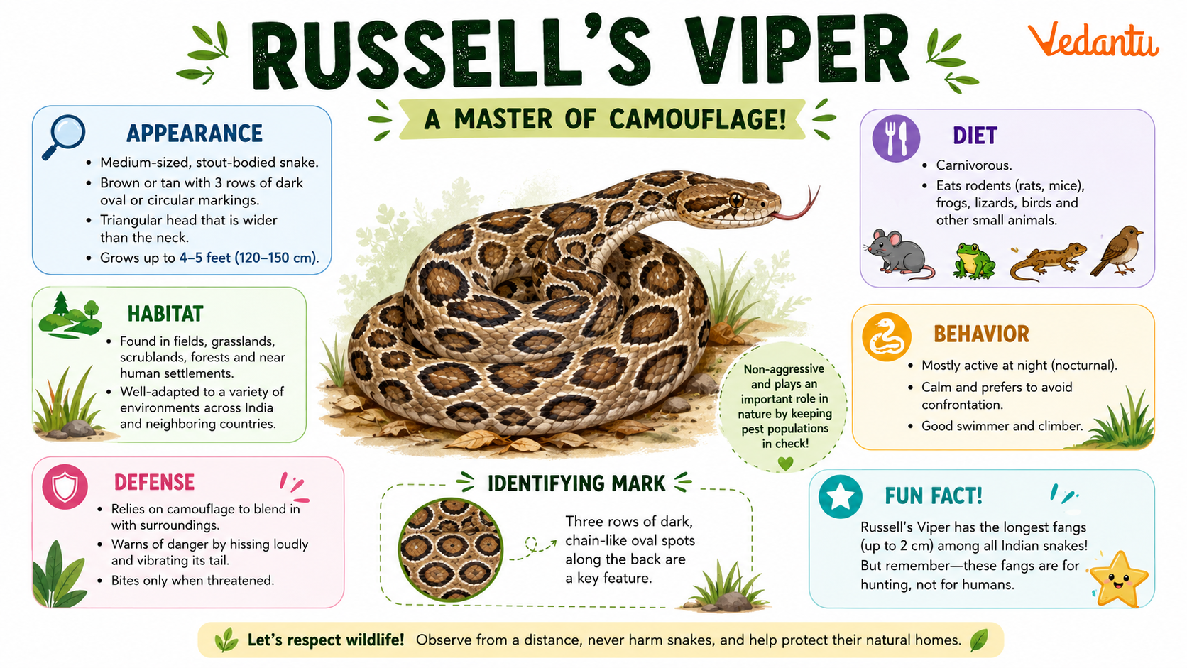 Russells Viper snake with brown body and chain-like circular patterns