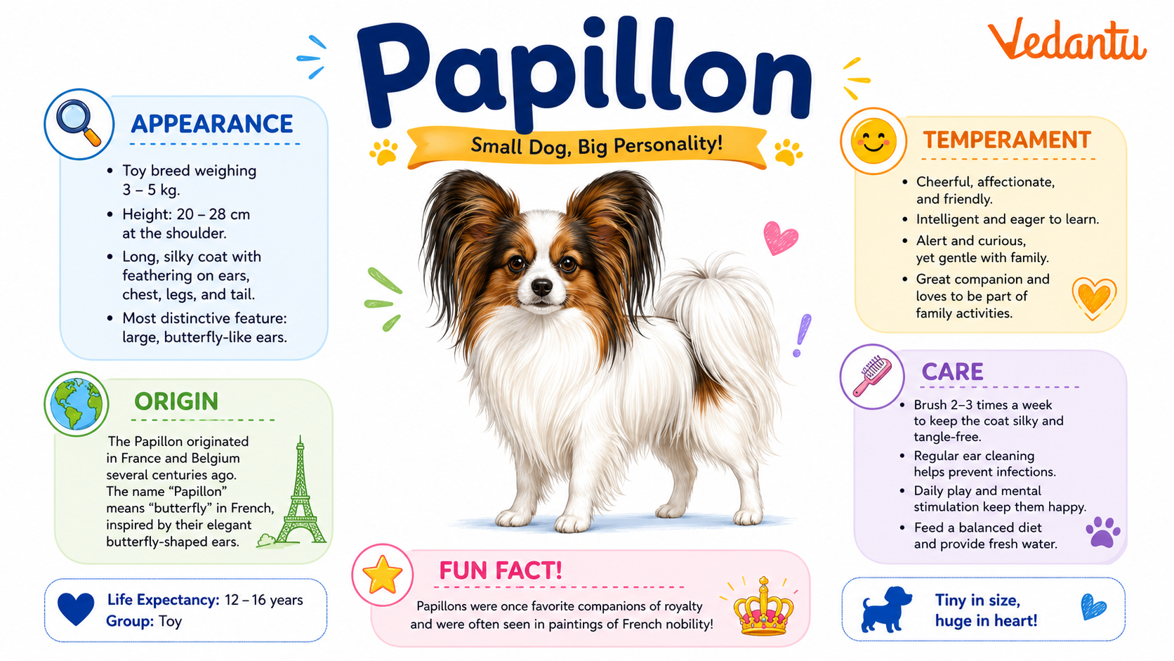 Papillon dog with butterfly-shaped ears