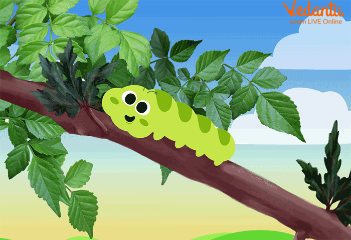 The caterpillar through a nice green leaf