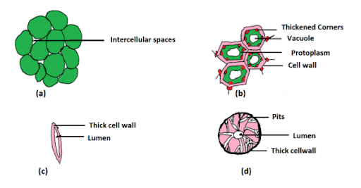 A diagram of the arrangement and types of permanent tissue in plants