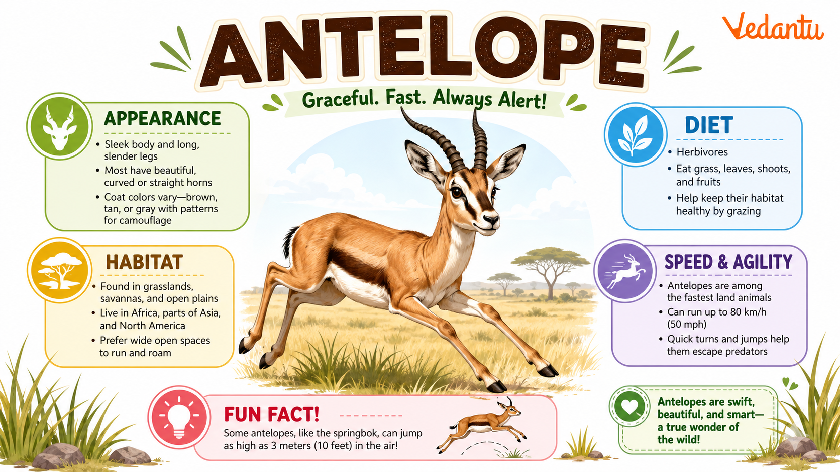 Antelope standing in grassland habitat