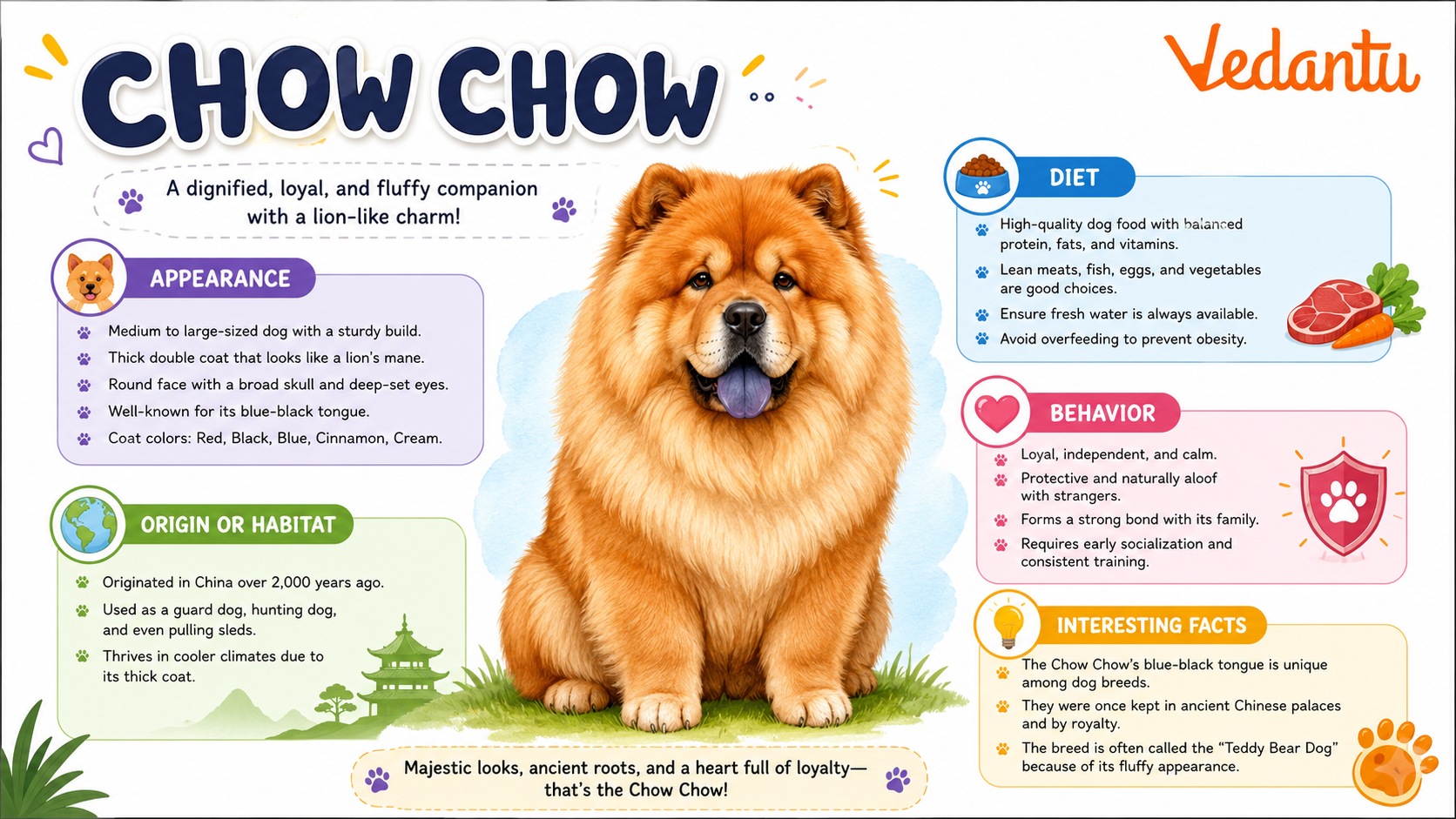 Chow Chow dog breed