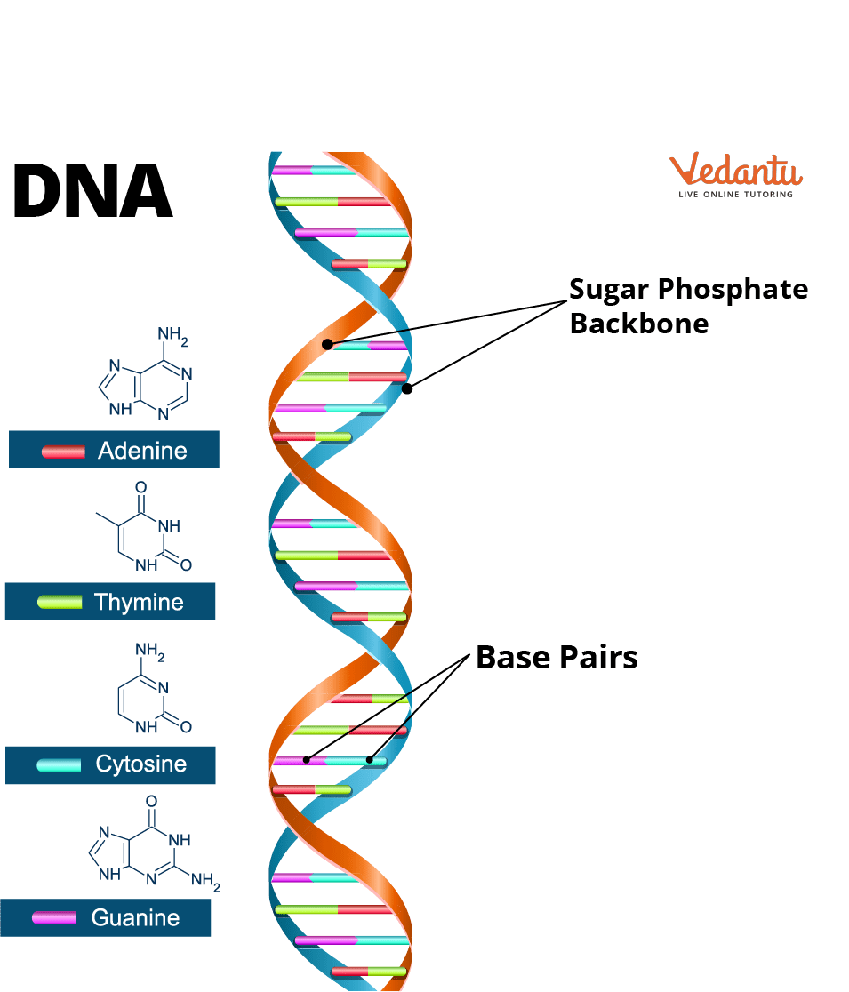 DNA defined