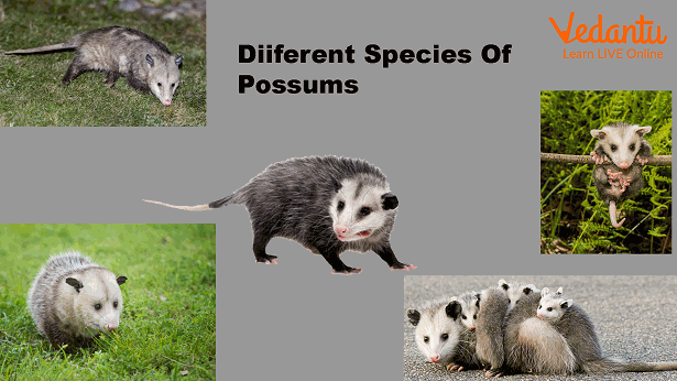 Different species of possum