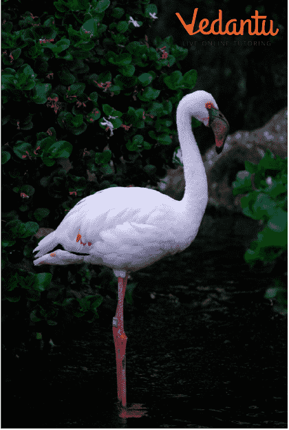 Lesser Flamingo