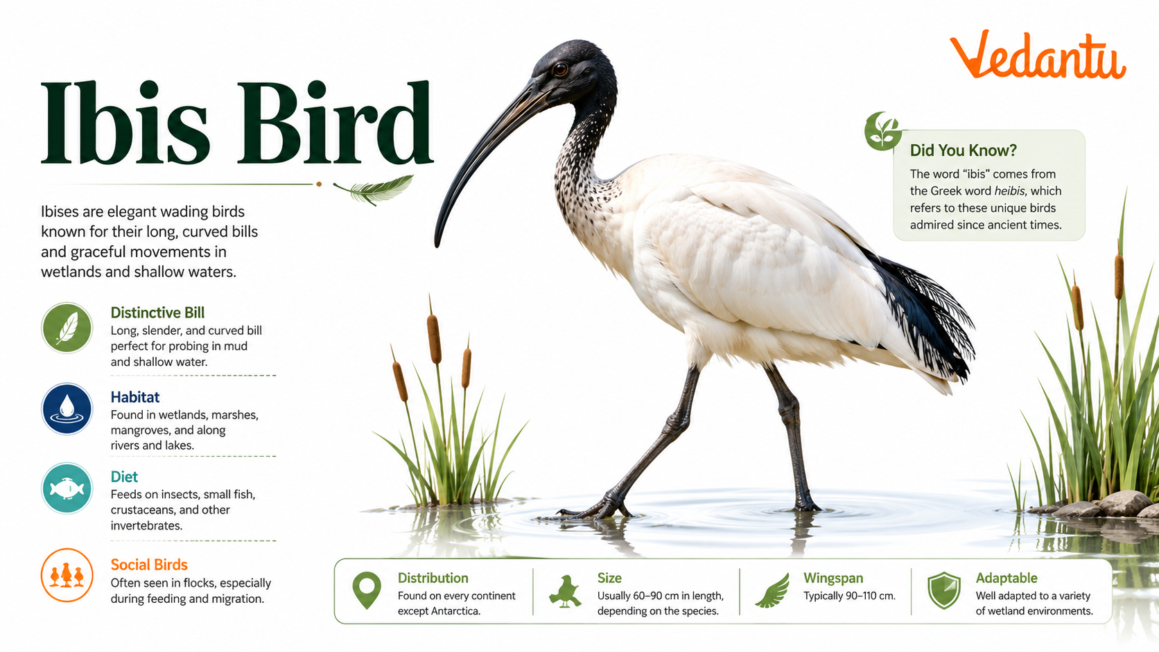 Ibis Bird standing in wetland habitat