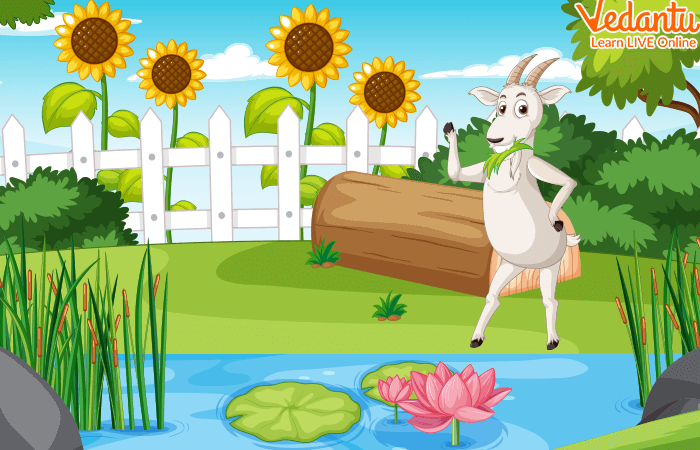 Miss Goat's House Story - Interesting Stories for Kids