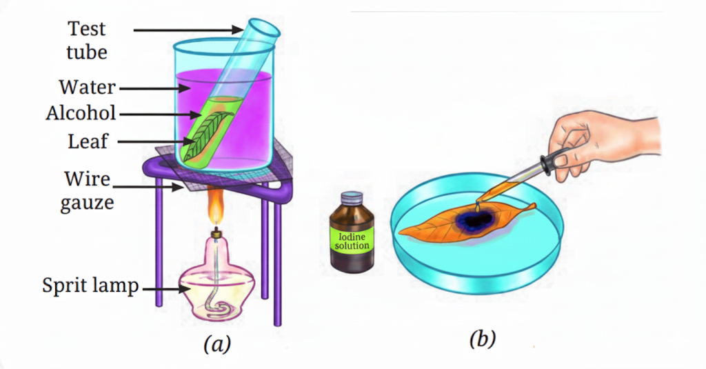 Fig. Starch test in a leaf, (a) Boiling set-up (b) Iodine test