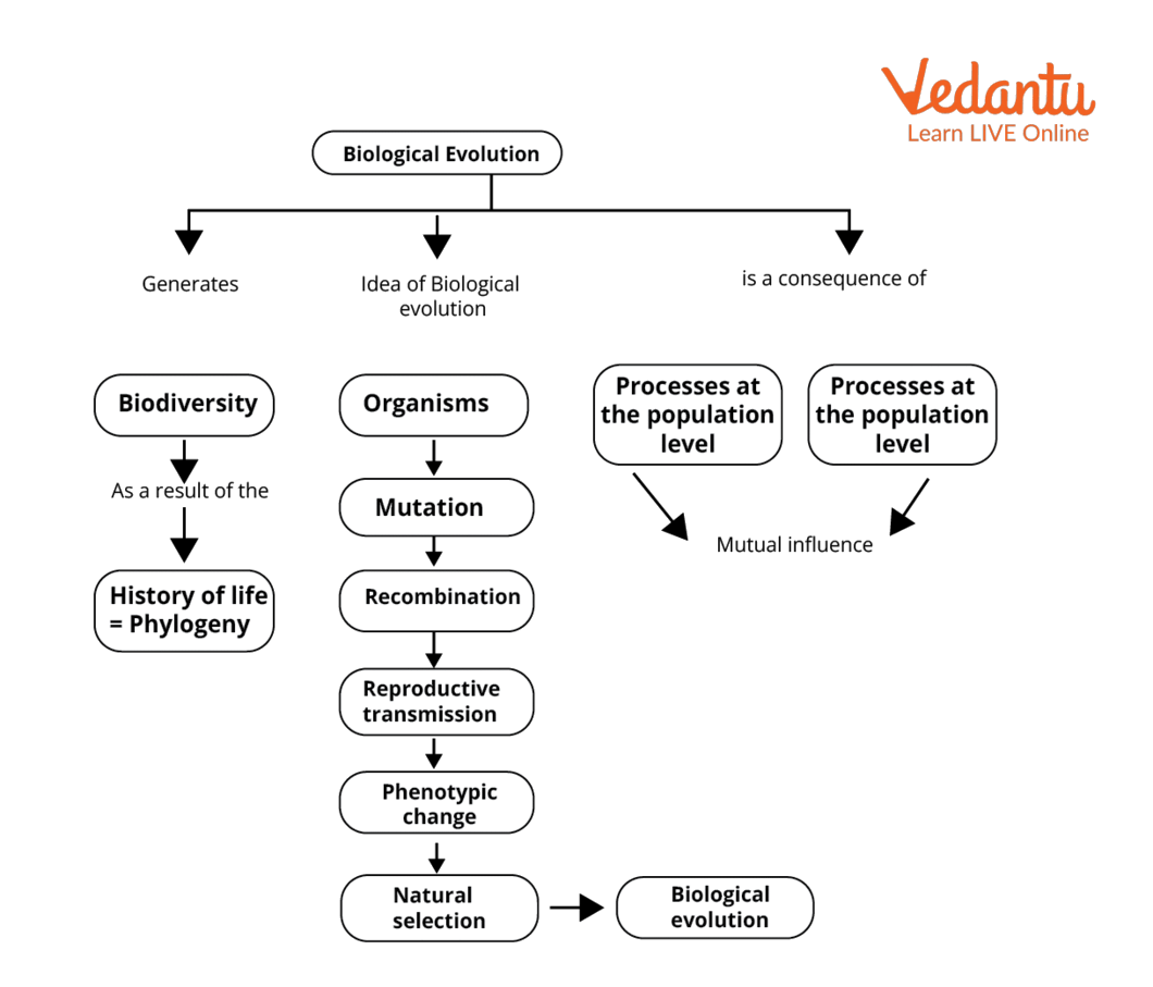 Biological Evolution Concept Map