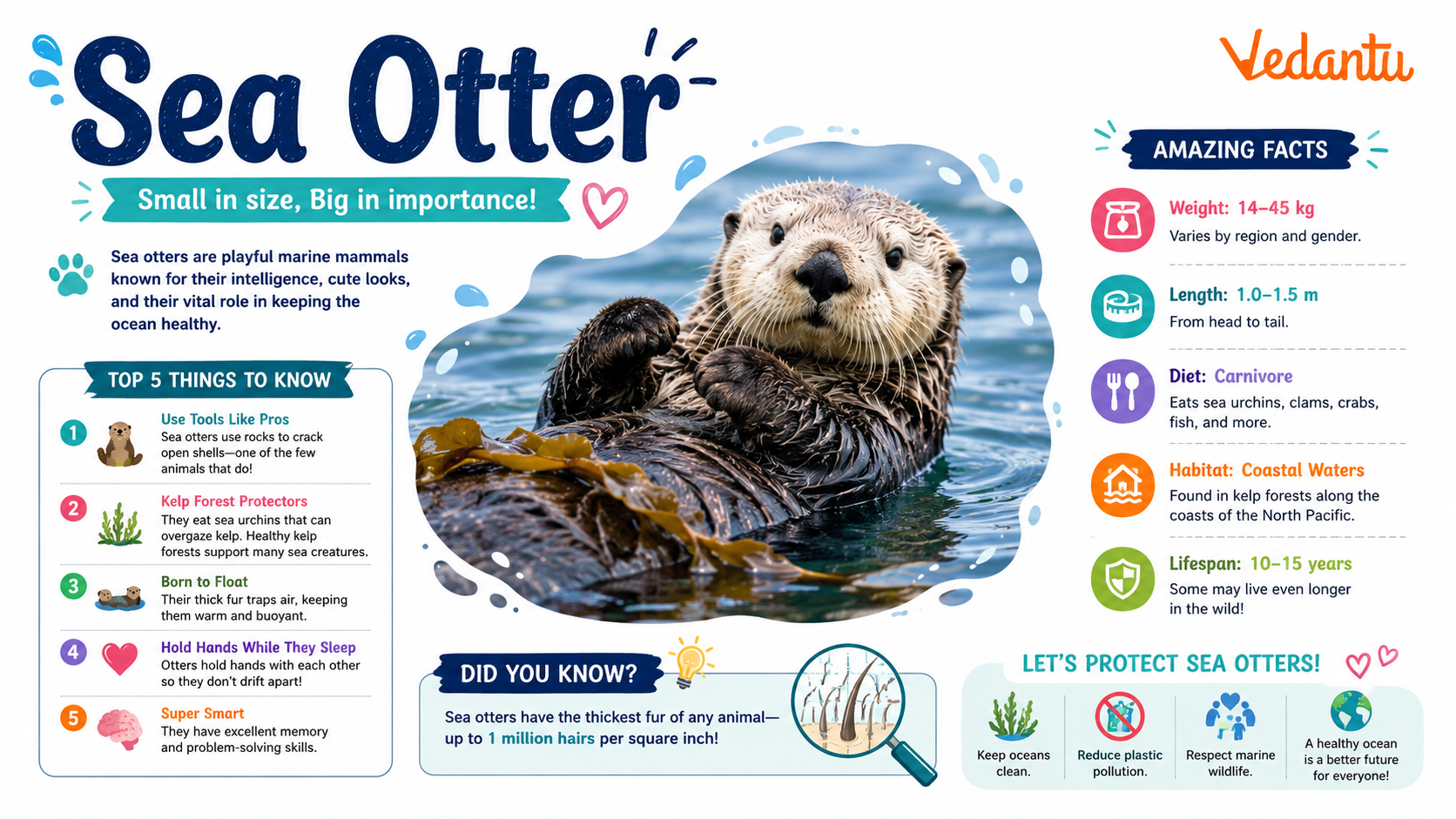 Sea Otter floating on its back in the ocean