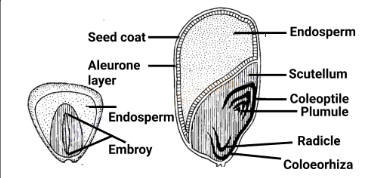 Composition of maize seed